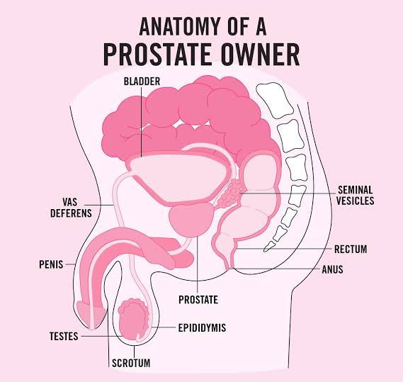 Diagram showing the prostate gland location in the male body