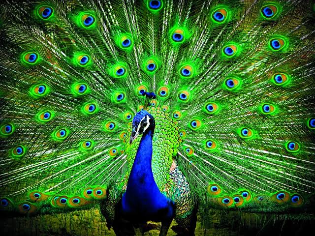 Peacock with feathers on display